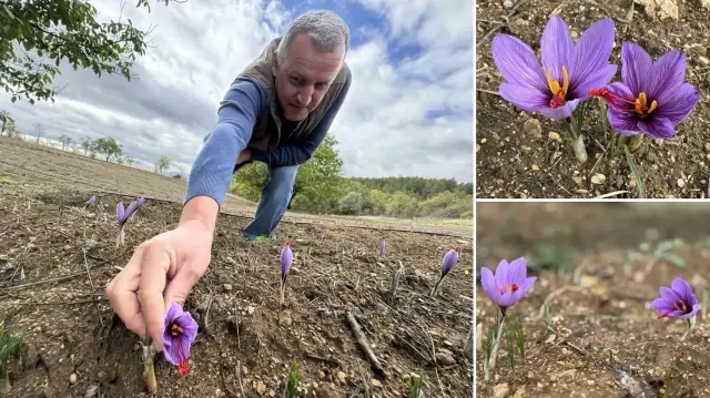 Dünyanın en pahalı baharatı: Kilosu 450 bin TL’den satılıyor!  Soğuk havalardan dolayı erken çiçek açtı