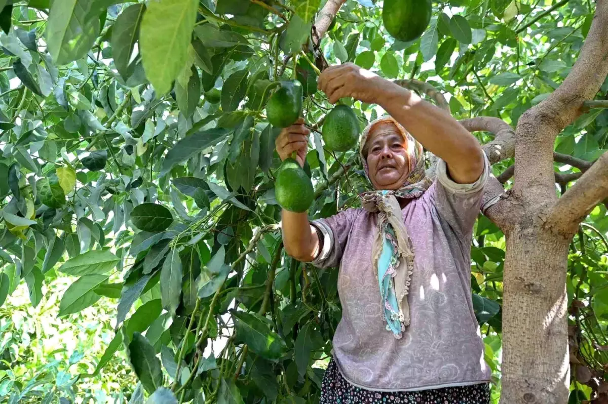 Mersin Büyükşehir Belediyesinden Tropikal Meyve Üreticilerine Destek
