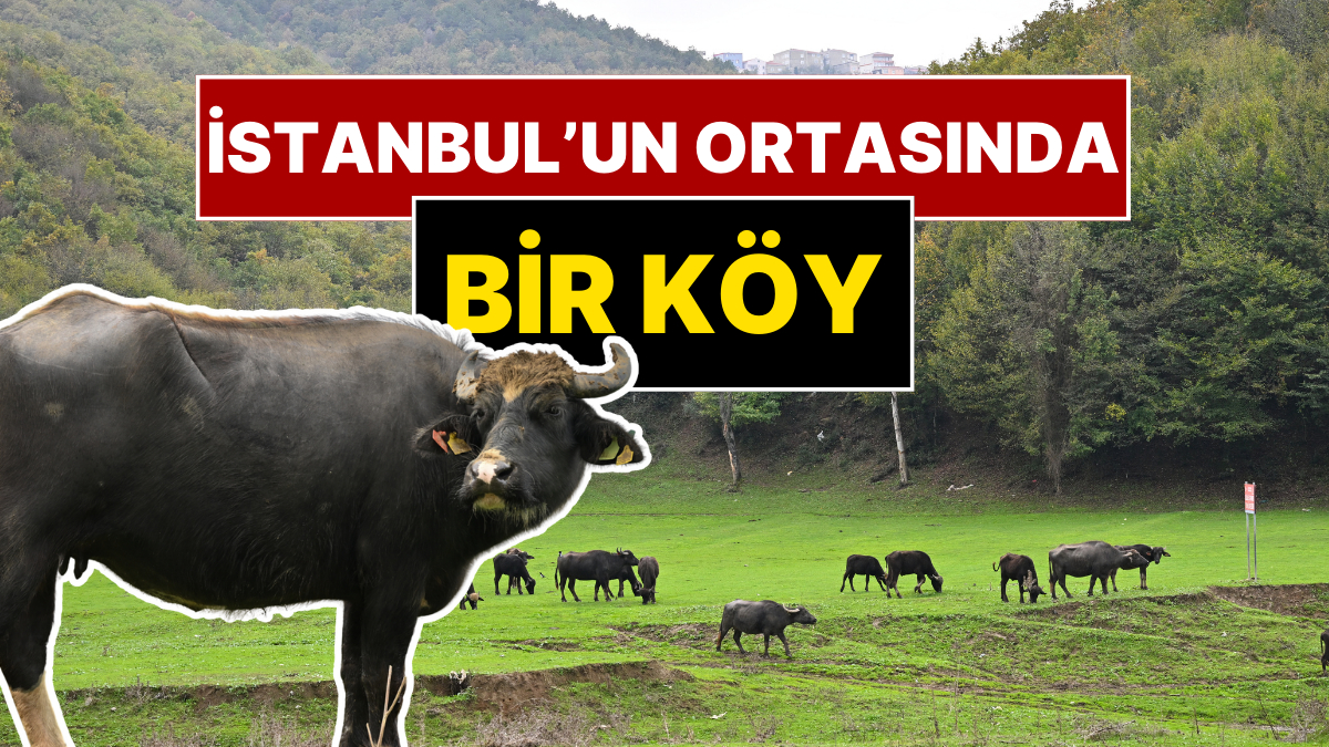Anadolu’nun Ücra Bir Köyü Değil İstanbul’un Göbeği! Mandalar Otluyor, Organik Yaşıyorlar
