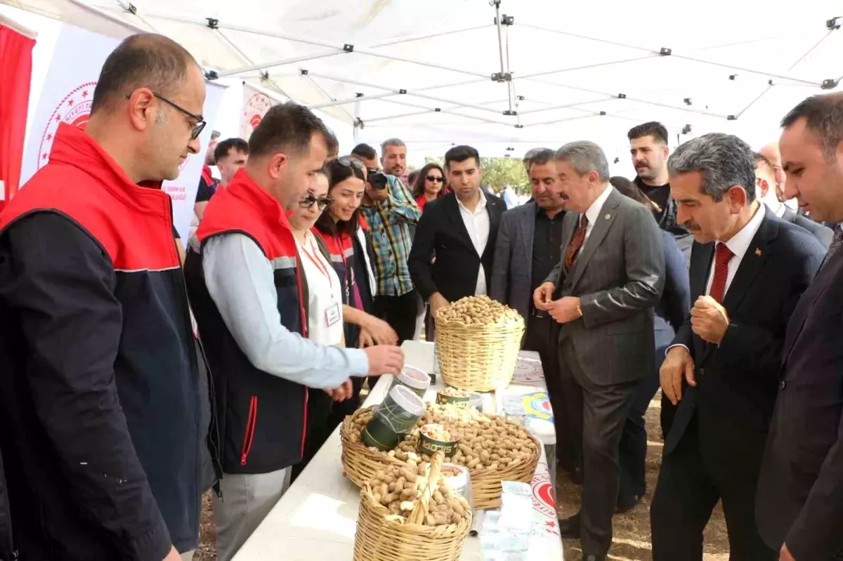 Silopi’de Yer Fıstığı Hasat Şenliği Düzenlendi