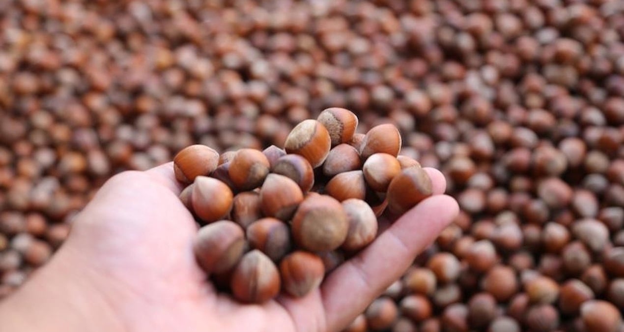 Türkiye fındık ihracatından 10 ayda 1,8 milyar dolarlık gelir