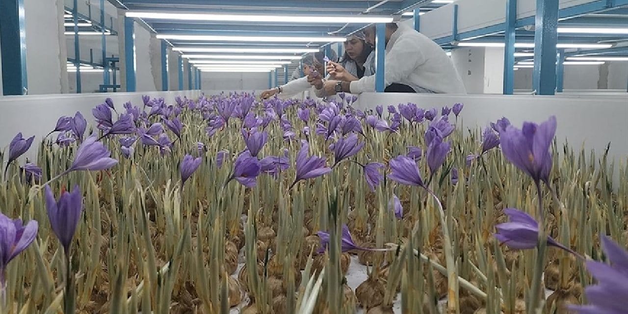 2 milyon lira maliyetle tesis kurdu: Gramı 650 TL’den 1 kilo 100 gram hasat bekliyor