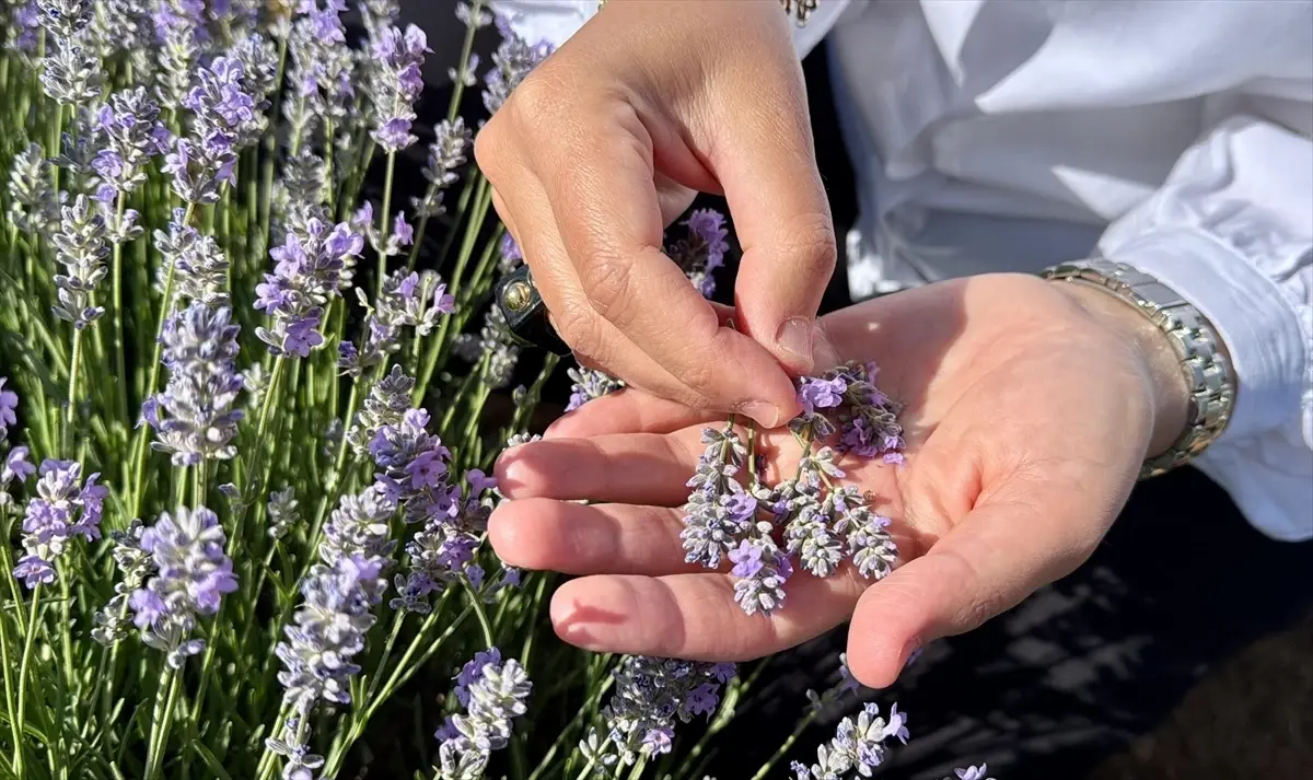 KAEÜ’den Alternatif Tıbbi Bitkiler Projesi
