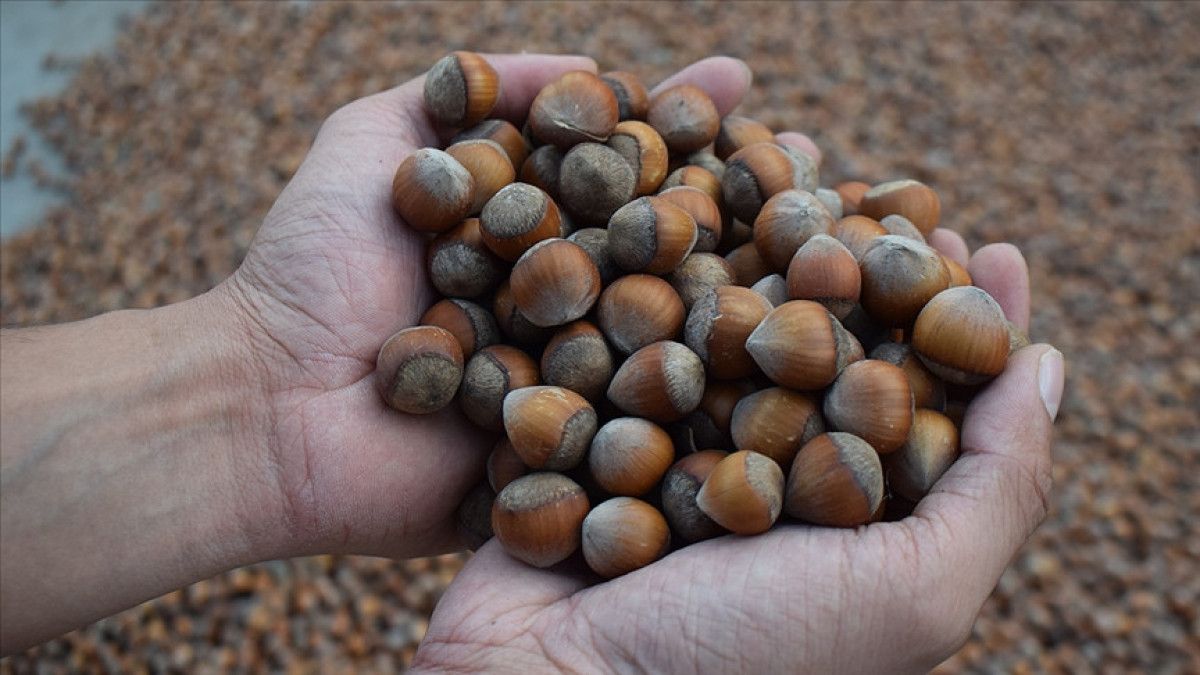 Üç aylık sürede 21 borsada, 138 bin tonu aşkın fındık işlem gördü