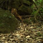 20-yillik-sessizligini-bozdu-gizemli-yirtici-tekrar-ortaya-cikti-r9cnB2uE-1
